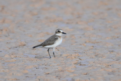 Charadrius leschenaultii scythicus