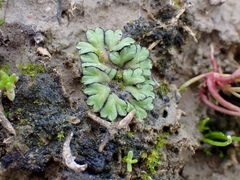 Riccia inflexa