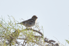 Passer hispaniolensis transcaspicus