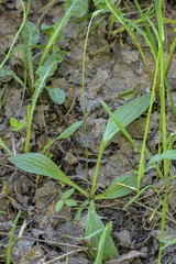 Plantago urvillei