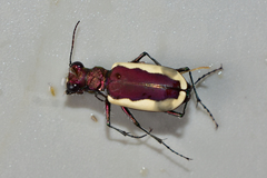 Cicindela lacteola