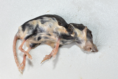 Diplomesodon pulchellus