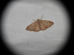 Idaea predotaria