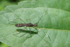 Tuberculiformia subinermis