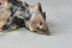 Diplomesodon pulchellus