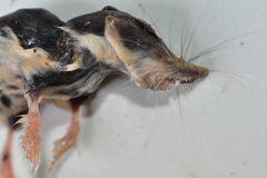 Diplomesodon pulchellus