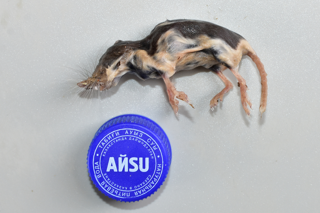 Piebald Shrew