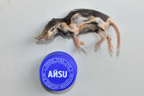 Piebald Shrew
