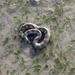Northwestern Mangrove Sea Snake - Photo (c) Broome Community Seagrass Monitoring Project, some rights reserved (CC BY-NC), uploaded by Broome Community Seagrass Monitoring Project