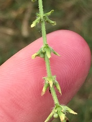 Cruciata pedemontana