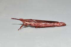 Pyrgomorpha bispinosa