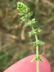 Cruciata pedemontana