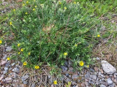 Potentilla multifida