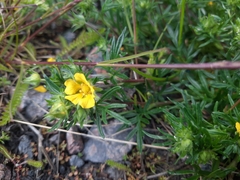 Potentilla multifida