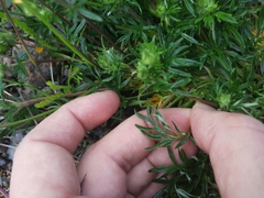 Potentilla multifida