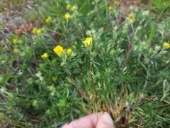 Potentilla multifida