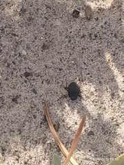 Erodius siculus