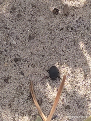 Erodius siculus