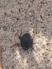 Erodius siculus
