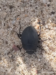 Erodius siculus