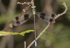 Orolestes octomaculatus