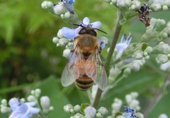 Apis mellifera