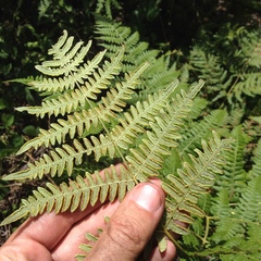 Pteridium aquilinum feei