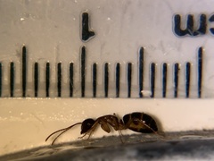 Camponotus clarithorax