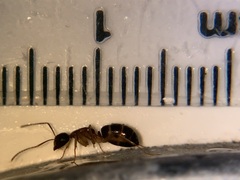 Camponotus clarithorax