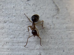 Camponotus clarithorax