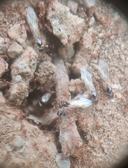 Pheidole megacephala