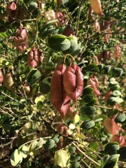 Colutea