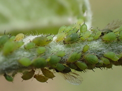Aphis pomi