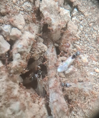 Pheidole megacephala