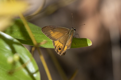 Hypocysta irius