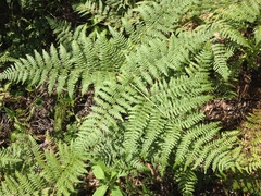 Pteridium aquilinum feei