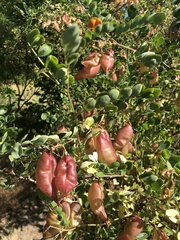 Colutea