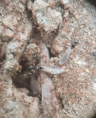 Pheidole megacephala