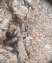 Pheidole megacephala
