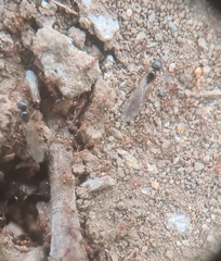 Pheidole megacephala