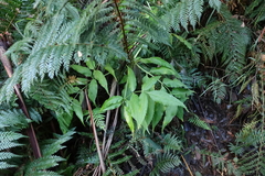 Atherosperma moschatum
