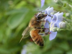 Apis mellifera