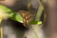 Hypocysta irius