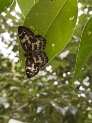 Abraximorpha davidii