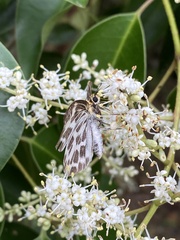 Abraximorpha davidii