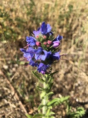 Echium vulgare
