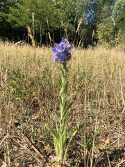 Echium vulgare