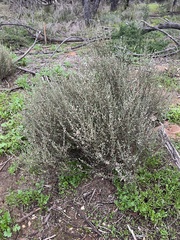 Olearia lanuginosa