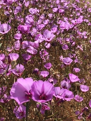Clarkia rubicunda