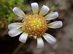 Brachyscome lineariloba